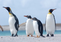 Tread your own path in the Falkland Islands