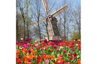 See the image of spring in Holland 