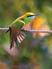 Green bee eater, Goa