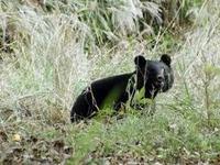 Bear watching in Japan   