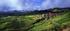 Alsace