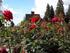 Rose Gardens
