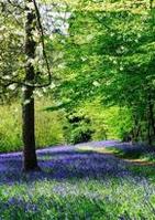 True blue Kent – Bluebells at Hole Park