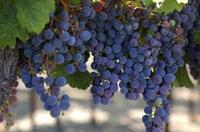 Three days of grapes, wine & food in California