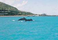 Australia’s Whitsunday whale watching season begins
