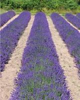 Jersey farms join forces for special event