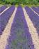 Jersey Lavender Farm 