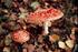 Fungi