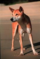 Cool Dingo Tour named 'Best Experience In Queensland'
