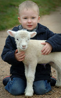 Newborn lambs bring February Frolics to Willows