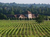 English vineyard is Surrey’s leading attraction