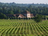 English vineyard is Surrey’s leading attraction