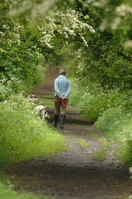 Suffolk to host inaugural walking festival