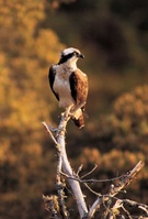 Osprey watching in the Lake District