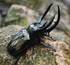 Celebrate National Insect Week at the Stratford Butterfly Farm