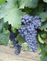 Raise a glass to Hungarian wine