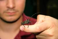 Giant extinct beetle discovered on a pavement