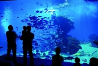 Mallorca's big blue