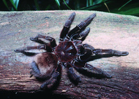 Forget Guyana - Cumbria already has a bird-eating spider