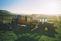 Denbies offers harvest grape picking experience