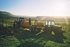Denbies offers harvest grape picking experience