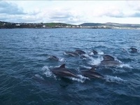 Isle of Man reports record dolphin sightings