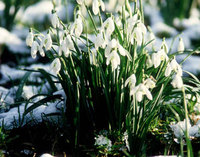 VisitScotland launches Scottish Snowdrop Festival