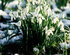 VisitScotland launches Scottish Snowdrop Festival