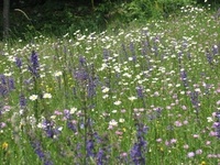 Festival celebrates wild flowers in Slovenia
