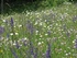 Festival celebrates wild flowers in Slovenia 