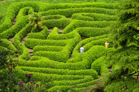 Experience Cornwall’s spring gardens by bicycle