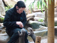 Otters thrill visitors to the Lake District