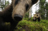 Live ‘Bearcam’ launches in Finland