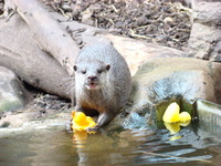 Party with the Otters this Whitsun