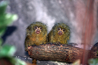 Baby pygmy marmosets in the Lake District