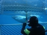 Shark diving in South Australia 