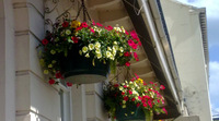 Hanging baskets transform Leamington streets
