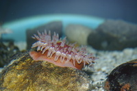 Rock up to the Lakes Aquarium
