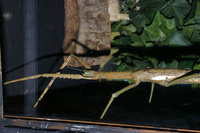 New aquarium arrivals fly the flag for Oz