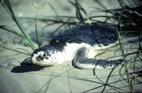 Turtle watching in the Florida Keys