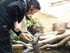 Watch otters at play at the Lakes Aquarium 