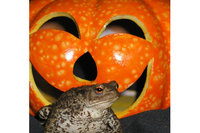 Lakes Aquarium offers a real hoot this Halloween