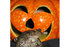 Lakes Aquarium offers a real hoot this Halloween