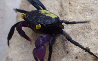 Vampire Crabs make an appearance in Stratford this Halloween