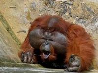 Orangutan sight restored in first ever Ape cataract op