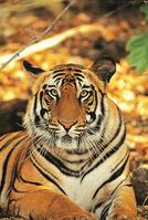 GapGuru introduces Tiger conservation project