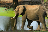 South African game reserve test Elephant contraception