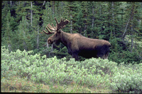 It’s summer in the Rockies - Discover your wild side