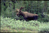 It’s summer in the Rockies - Discover your wild side 