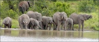 Wildlife numbers increase in Kenya's Ol Pejeta Conservancy